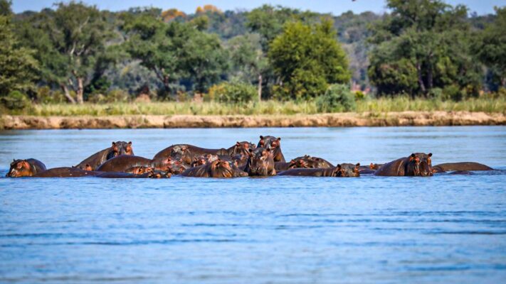 Large group of hippos in Zambezi River with Zambian bush in background