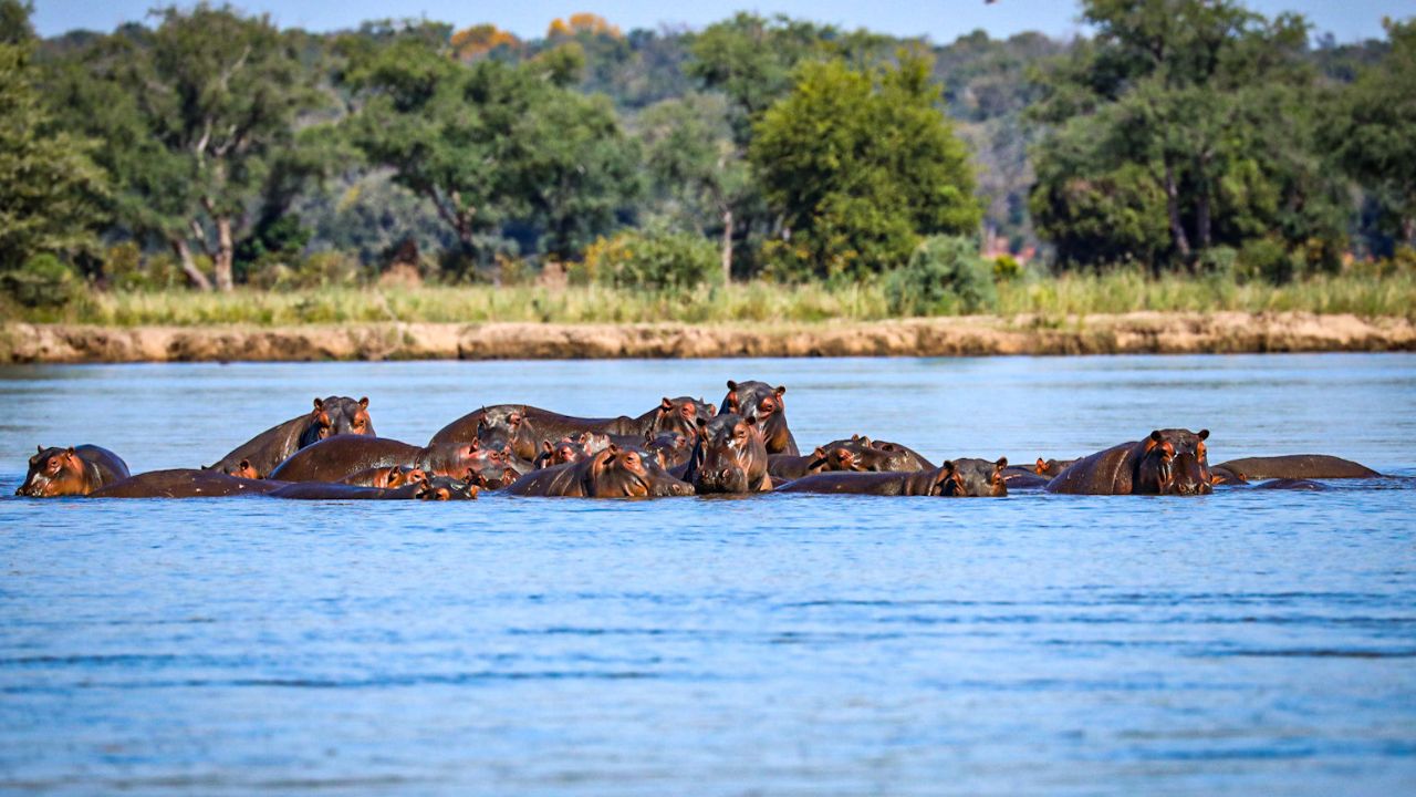 Large group of hippos in Zambezi River with Zambian bush in background