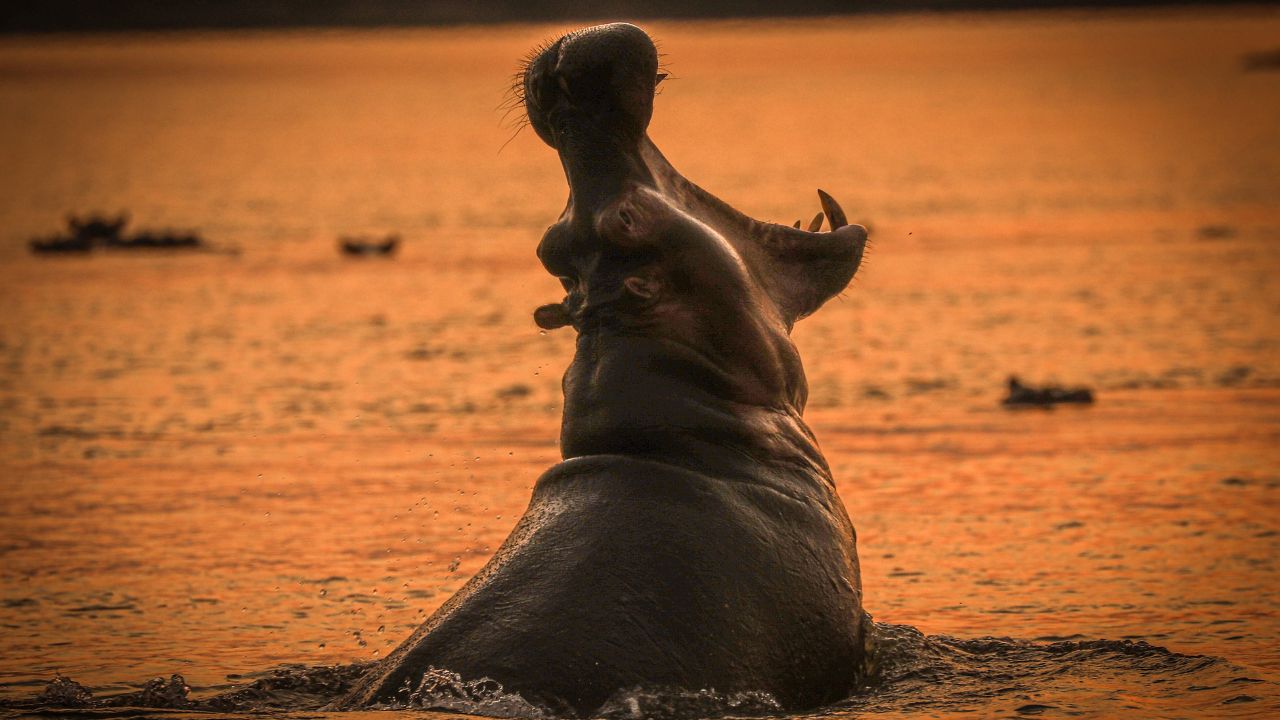 Large hippo emerging from water at sunset with mouth open in Zambia