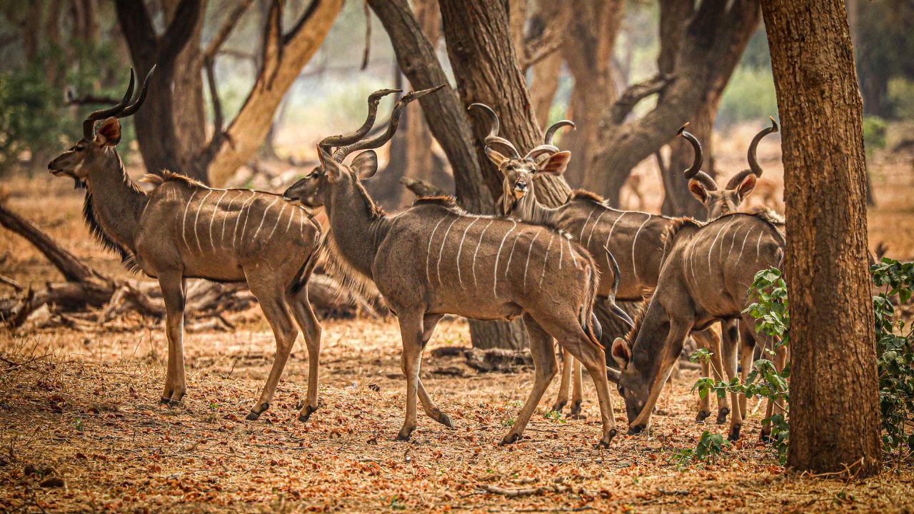 Pack of six kudu in autumn with red leaves on the ground, Zambia