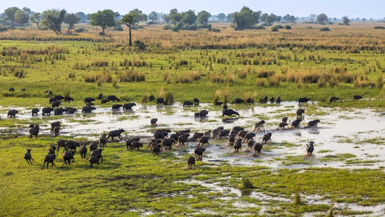 Aerial view of a huge herd of buffalo trekking through waterways in Botswana.