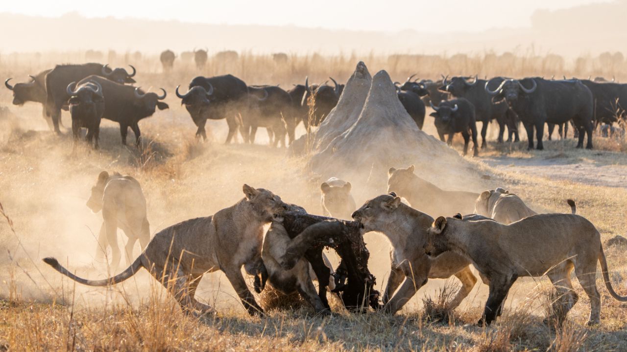 Three lions pulling apart a kill with a buffalo in the background and dust in the air.