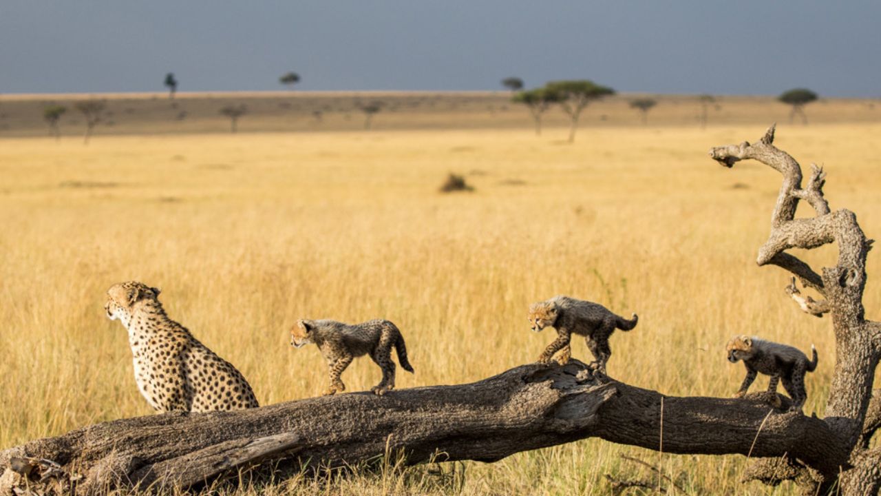 Mother cheetah with six cubs walking on a dead log in golden savannah grass.