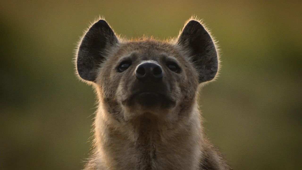 Close-up portrait of a hyena with a blurred background in the wild.