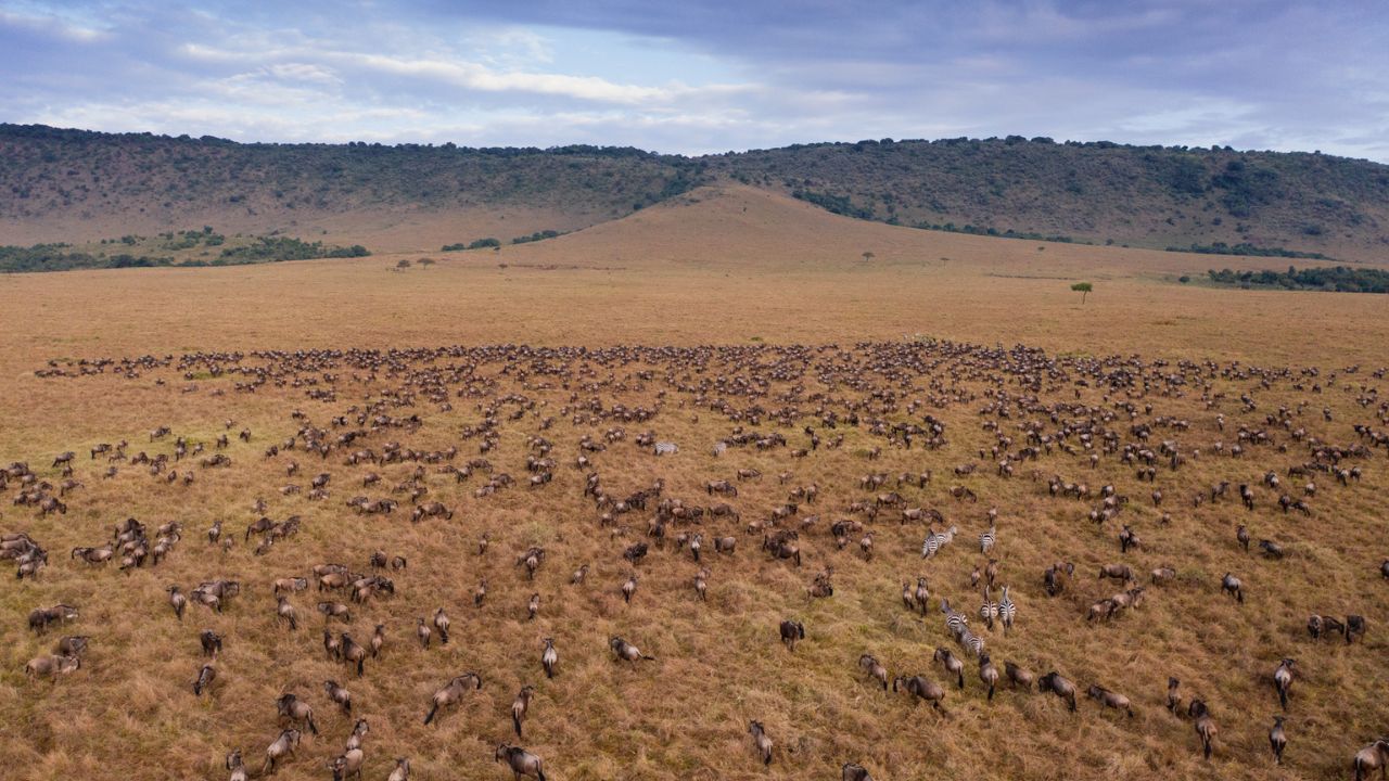 Aerial view of Maasai Mara plains with large herds of wildebeest and zebra.