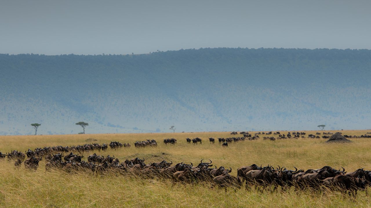 Hundreds of wildebeest migrating through tall golden grass in Kenya.