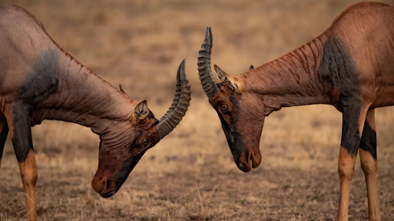Two topi antelopes facing head-to-head, about to clash horns in Kenya.