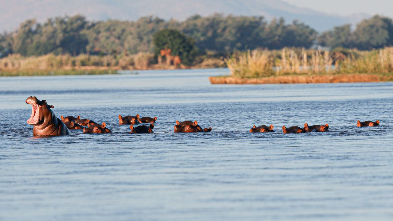 Group of hippos wading in a river, with one hippo out of the water displaying its wide-open mouth.