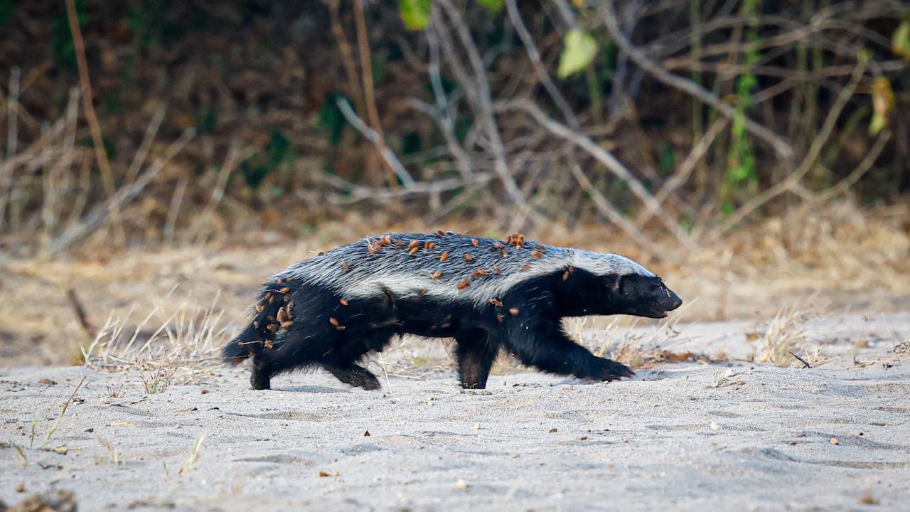 Side view of wild honey badger walking across golden river sand in Mana Pools, Zimbabwe
