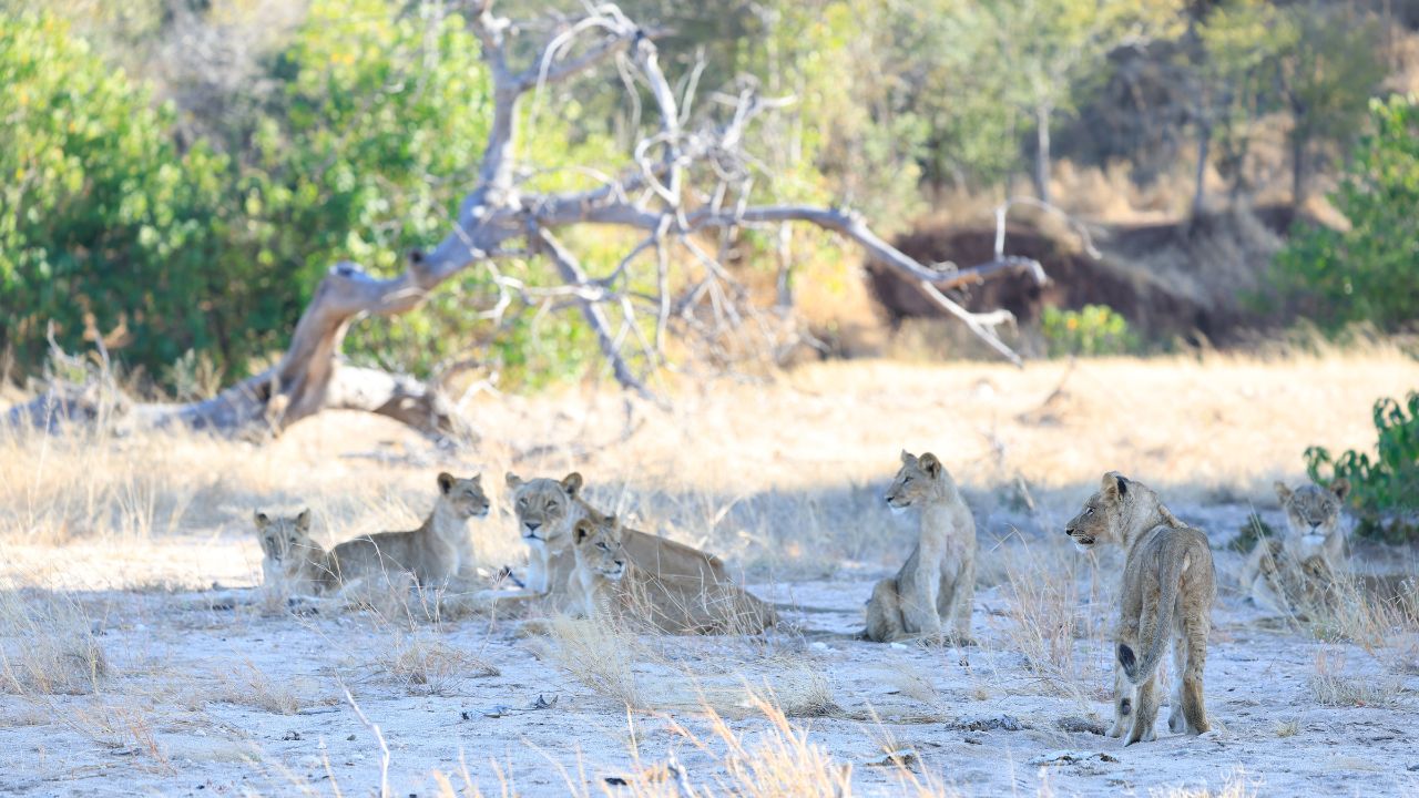 Pride of lions with lioness and adolescents on golden sands, Zimbabwe