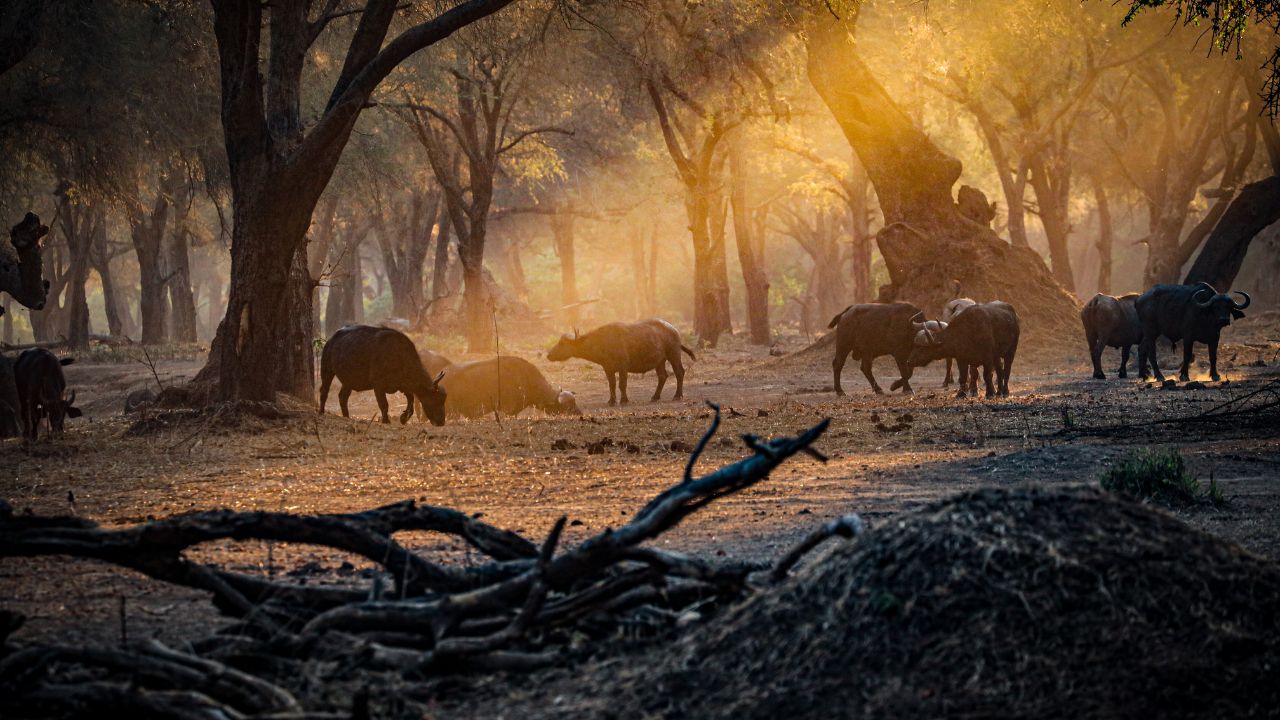 Herd of buffalo among trees with sunlight filtering in Lower Zambezi National Park, Zambia
