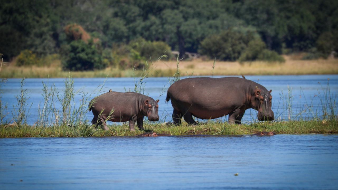 Adult hippo and calf resting on river island in Lower Zambezi National Park, Zambia
