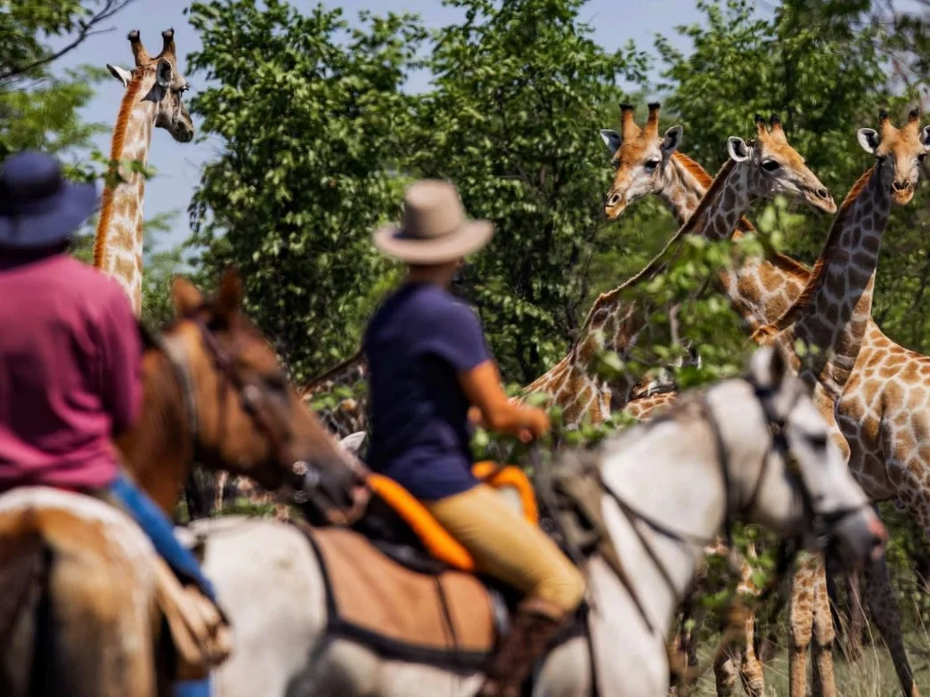 Two people on horseback on a horse safari in Zambia, observing the journey of a giraffe.