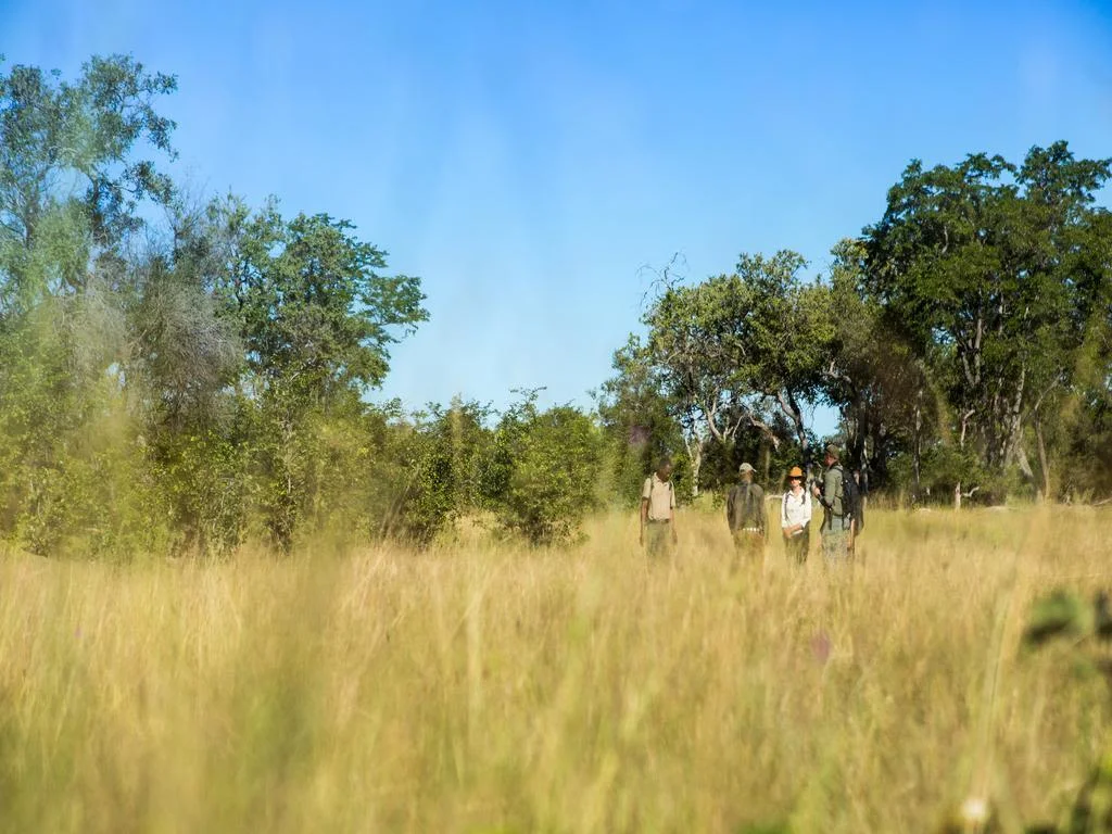 Guide walking with guests on a walking safari in Botswana in tall golden grass