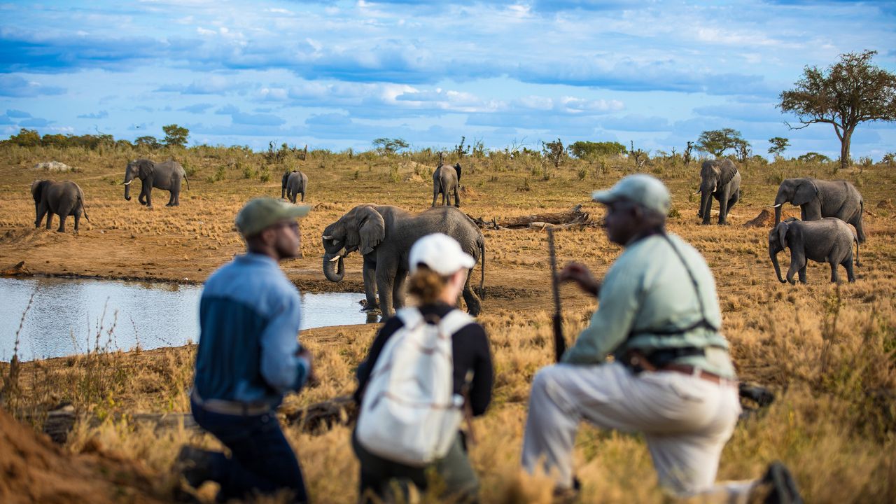 Game ranger with guests on walking safari, elephants Hwange National Park