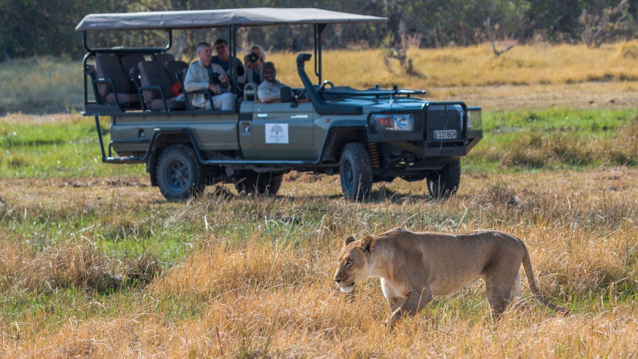 Guests in safari vehicle with lioness encounter, Hwange National Park