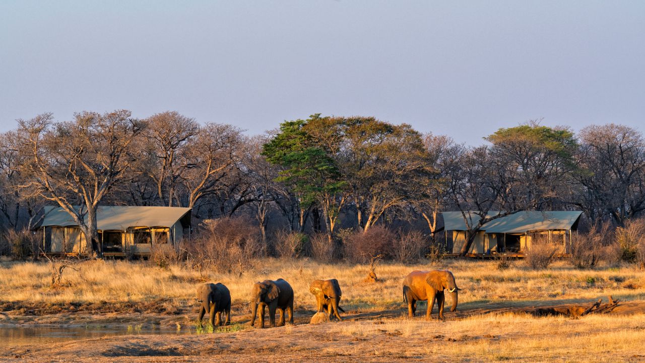 Elephants roaming near main lodge, lodge in background, Verny’s Camp
