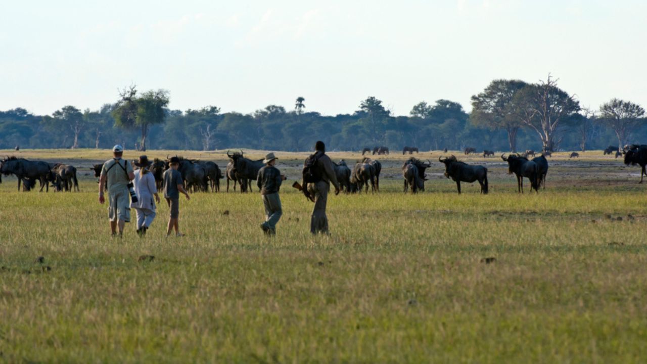 Ranger leading walking safari with guests, wildebeest herd in background