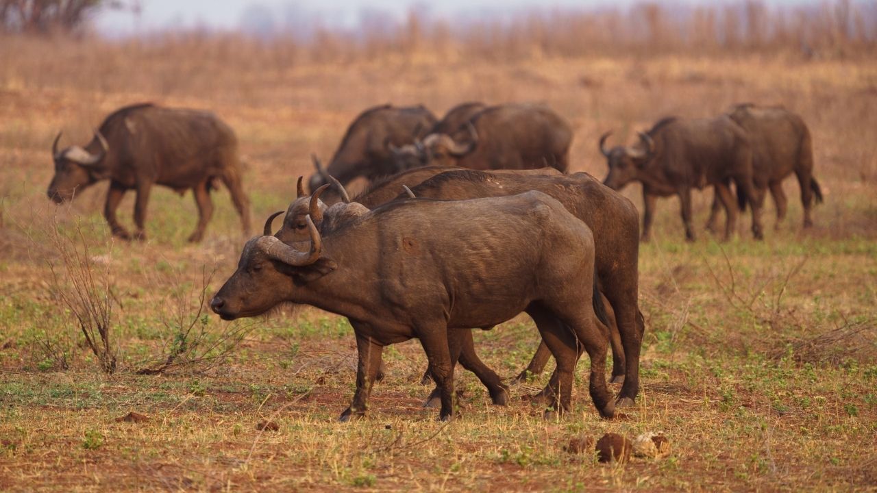 Herd of buffalo walking through dusty bush, Fothergill Island