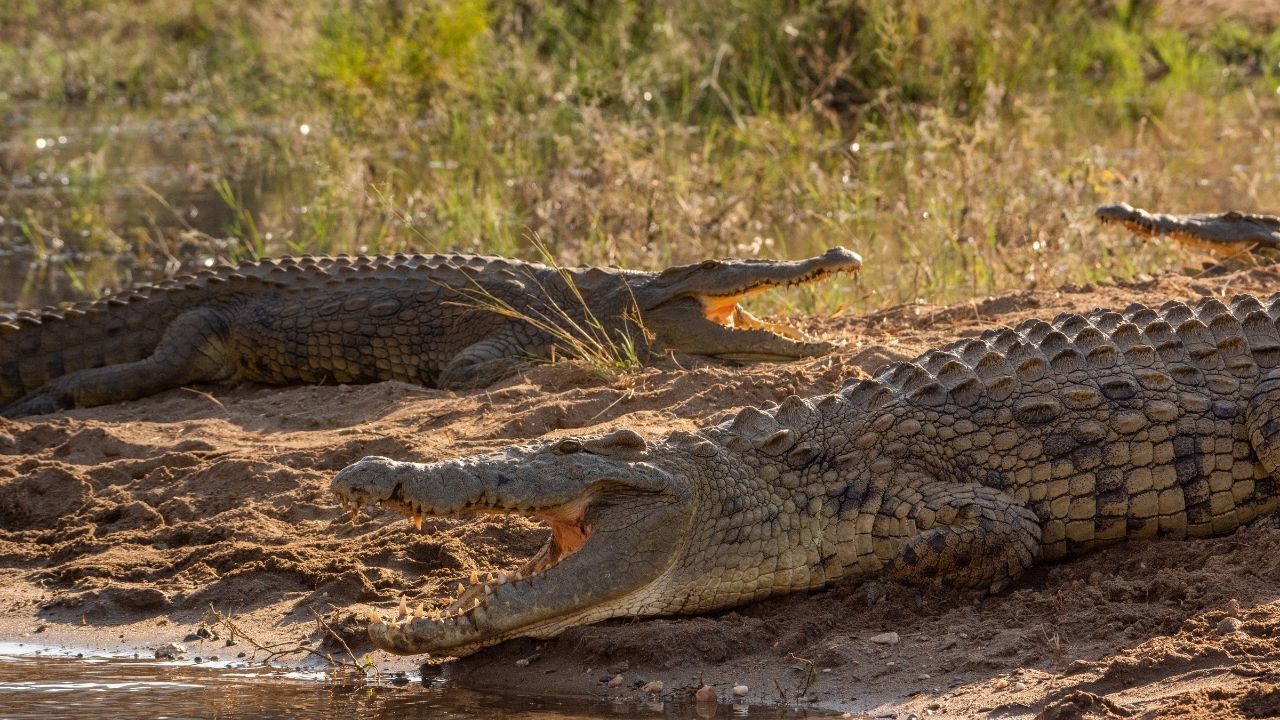 Crocodile entering river with another on bank, Fothergill Island