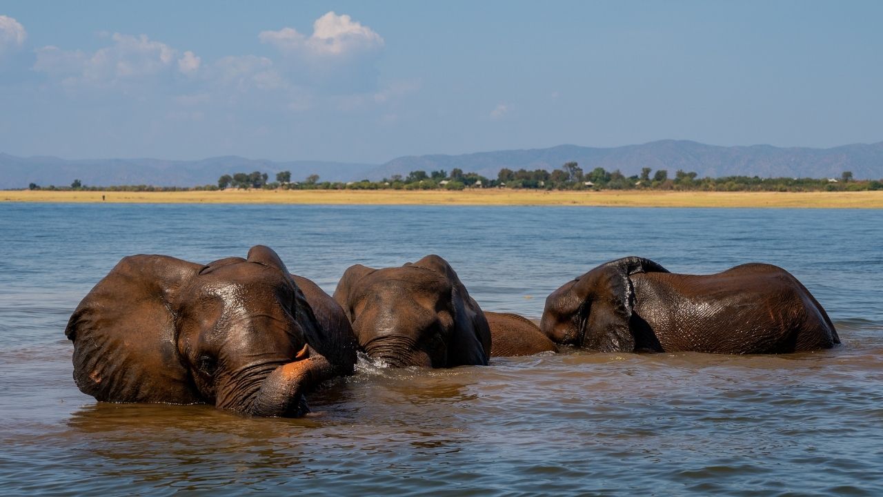Herd of elephants swimming in Lake Kariba near Fothergill Island