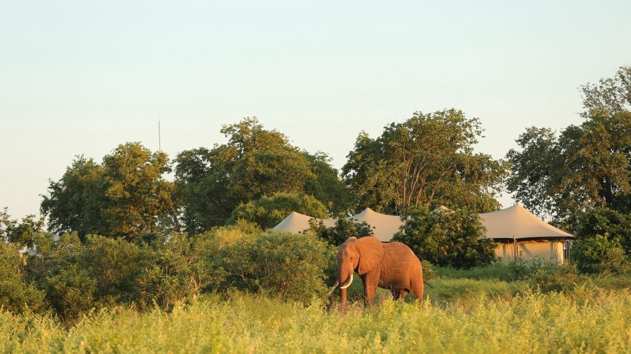 Large bull elephant walking through Fothergill Island lodge camp