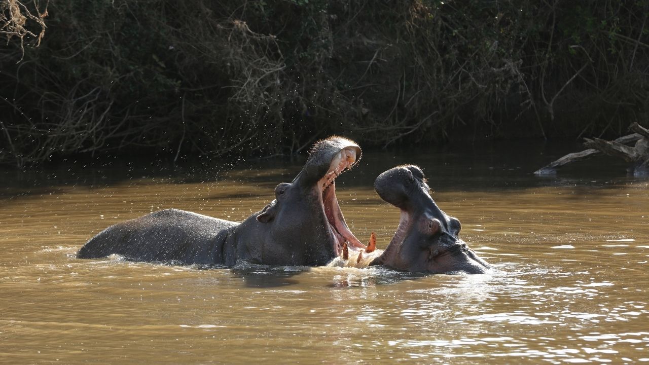 Two hippos playing with jaws wide open in Lake Kariba