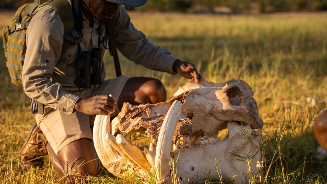 Safari ranger explaining hippo skull and ivory tusks, Fothergill Island