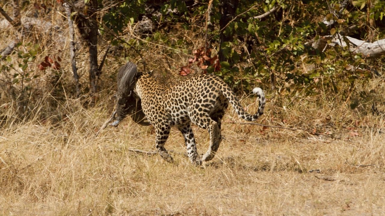 Leopard running with guinea fowl in jaws, Fothergill Island