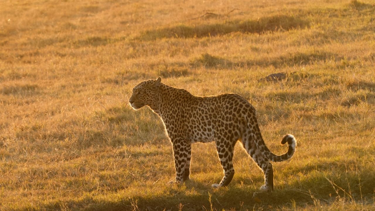 Leopard in sunset lighting surveying land, Fothergill Island