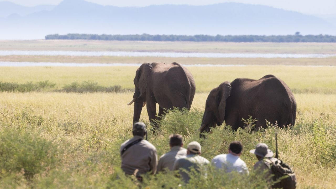 Guests on walking safari crouched near bushes as elephants pass by