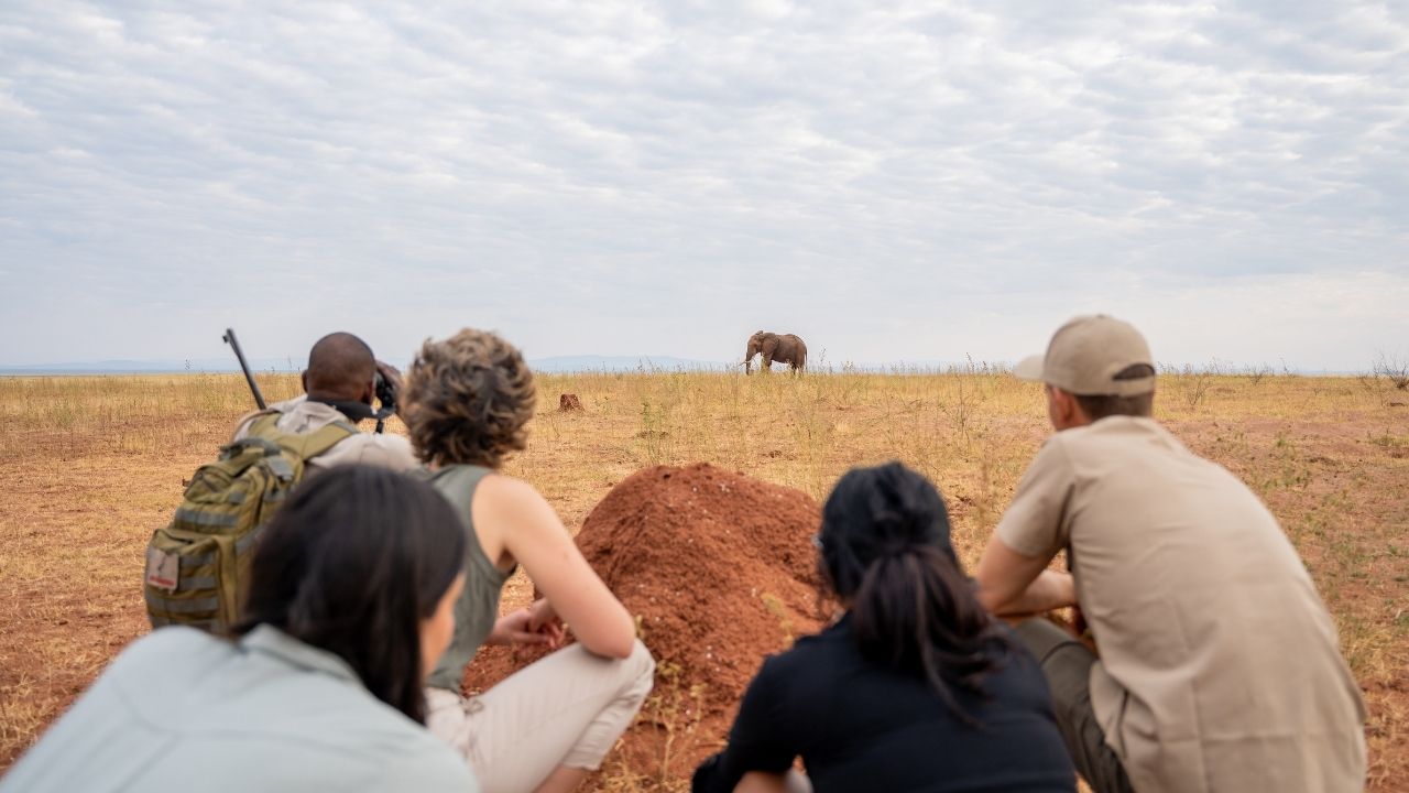 Guests crouched behind anthill observing distant elephant on walking safari