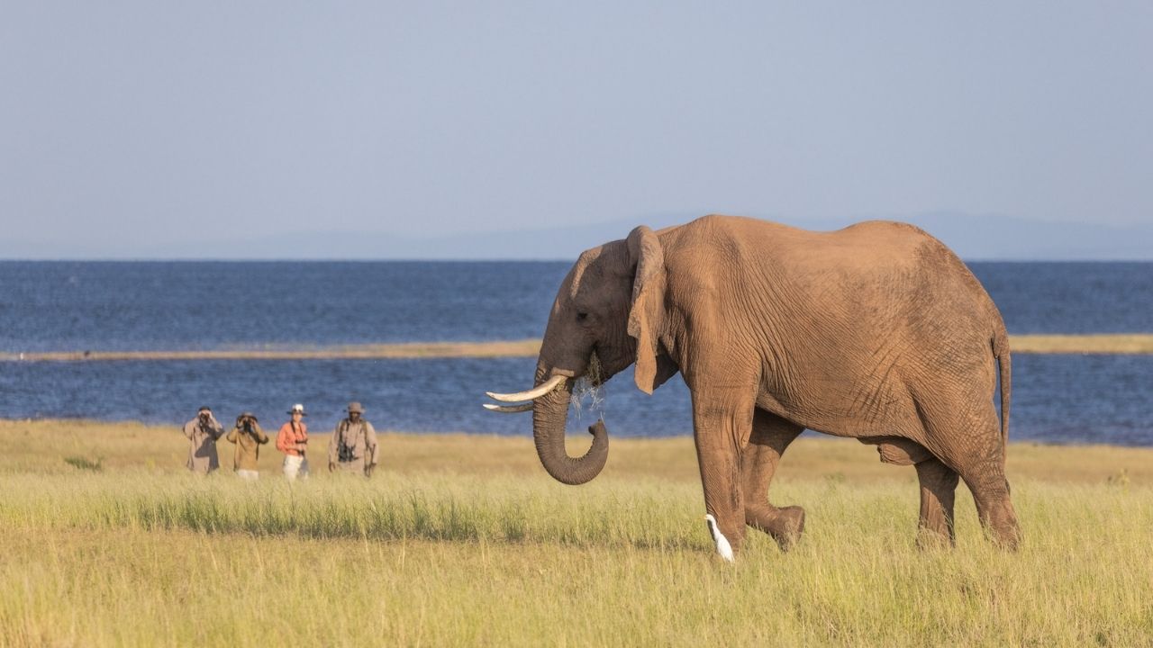 Guests crouched as large elephant bull walks past Lake Kariba