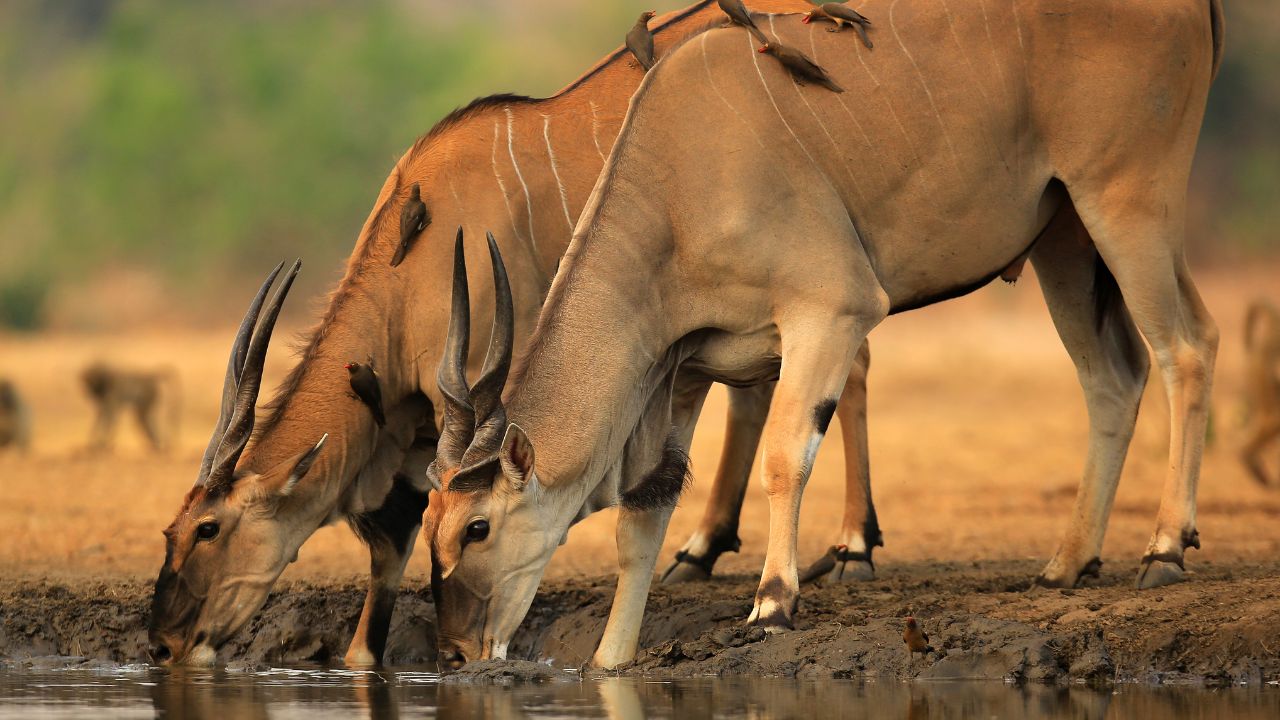 Two antelope drinking at waterhole in Mana Pools Zimbabwe