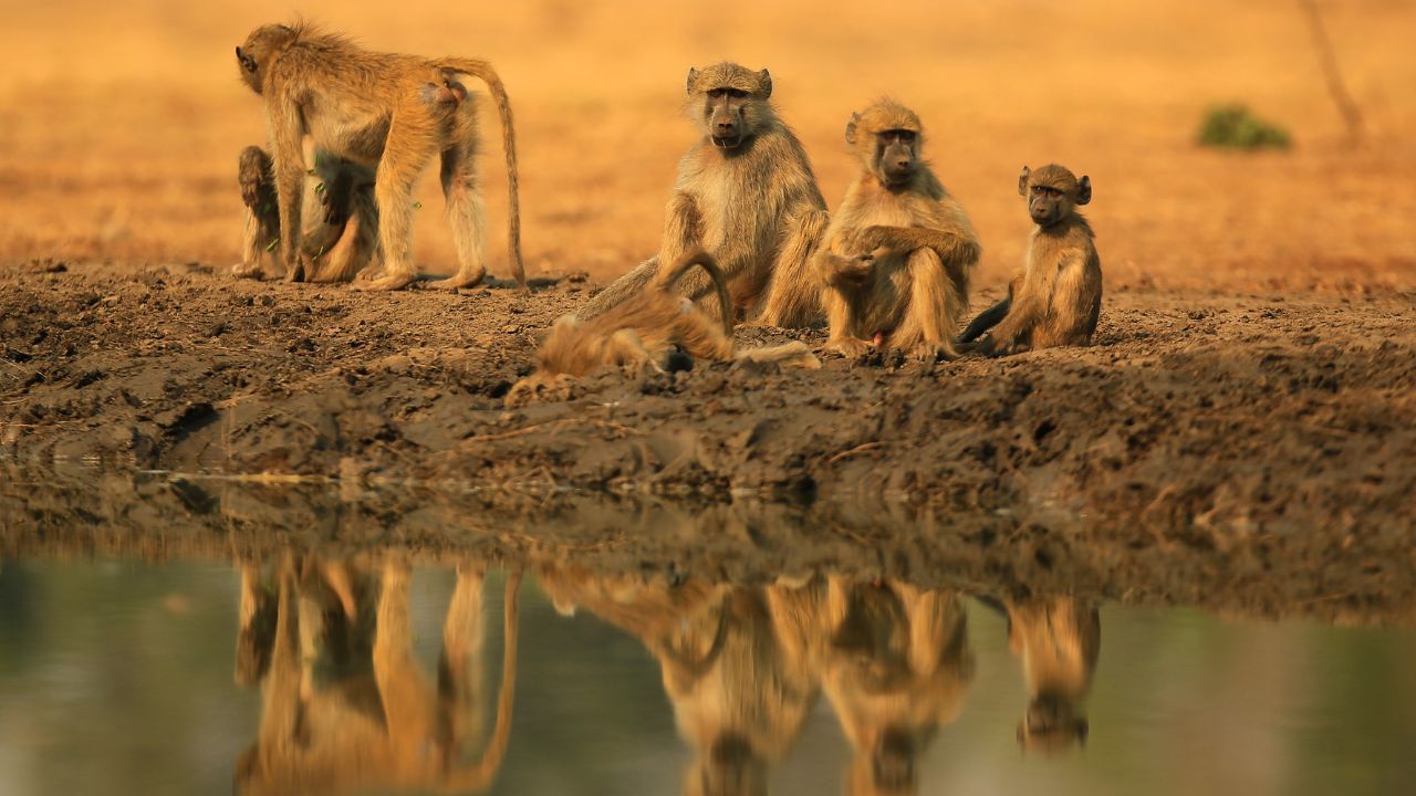 Baboons at watering hole with reflections Mana Pools Zimbabwe
