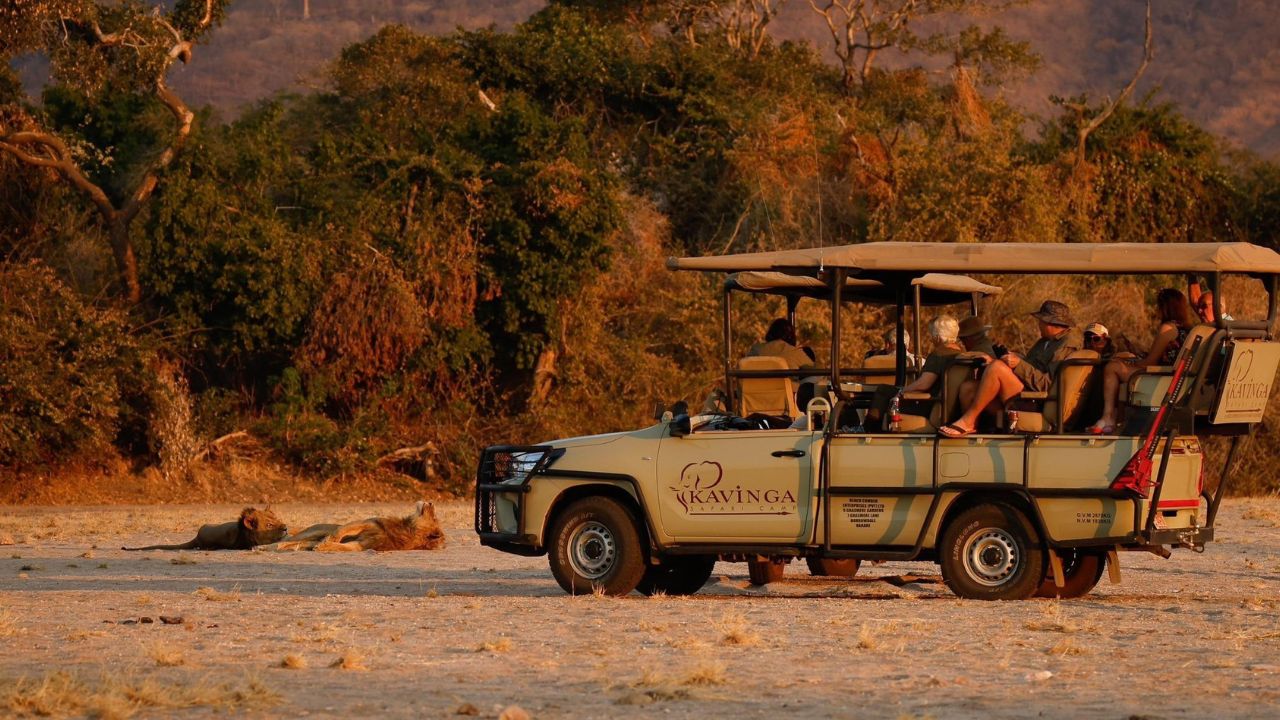 Safari vehicle at sunset watching pride of lions, Mana Pools Zimbabwe