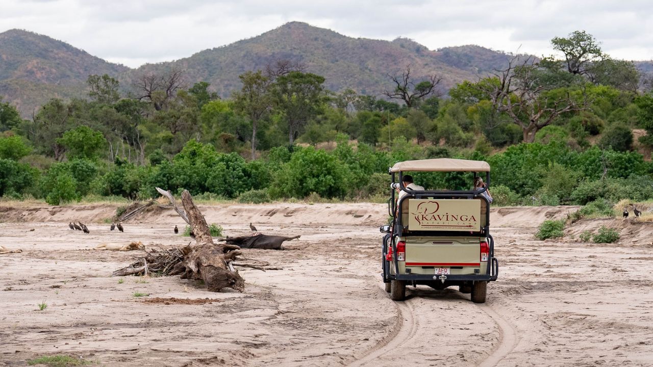 Safari vehicle in dry riverbed photographing fresh kill, Mana Pools