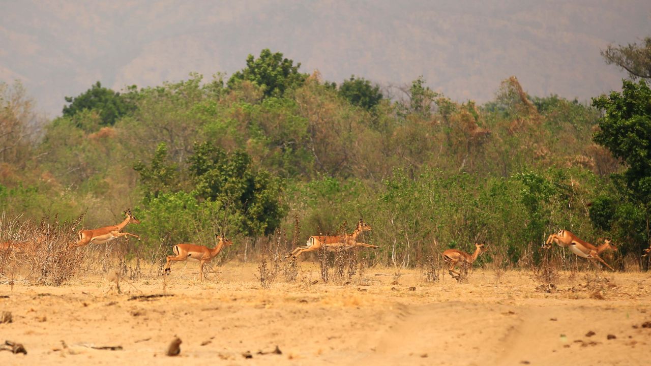 Impala herd running through dry bush in Mana Pools Zimbabwe
