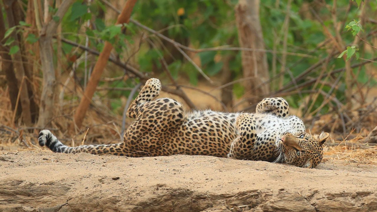 Leopard lying on back scratching in dusty ground, Mana Pools Zimbabwe