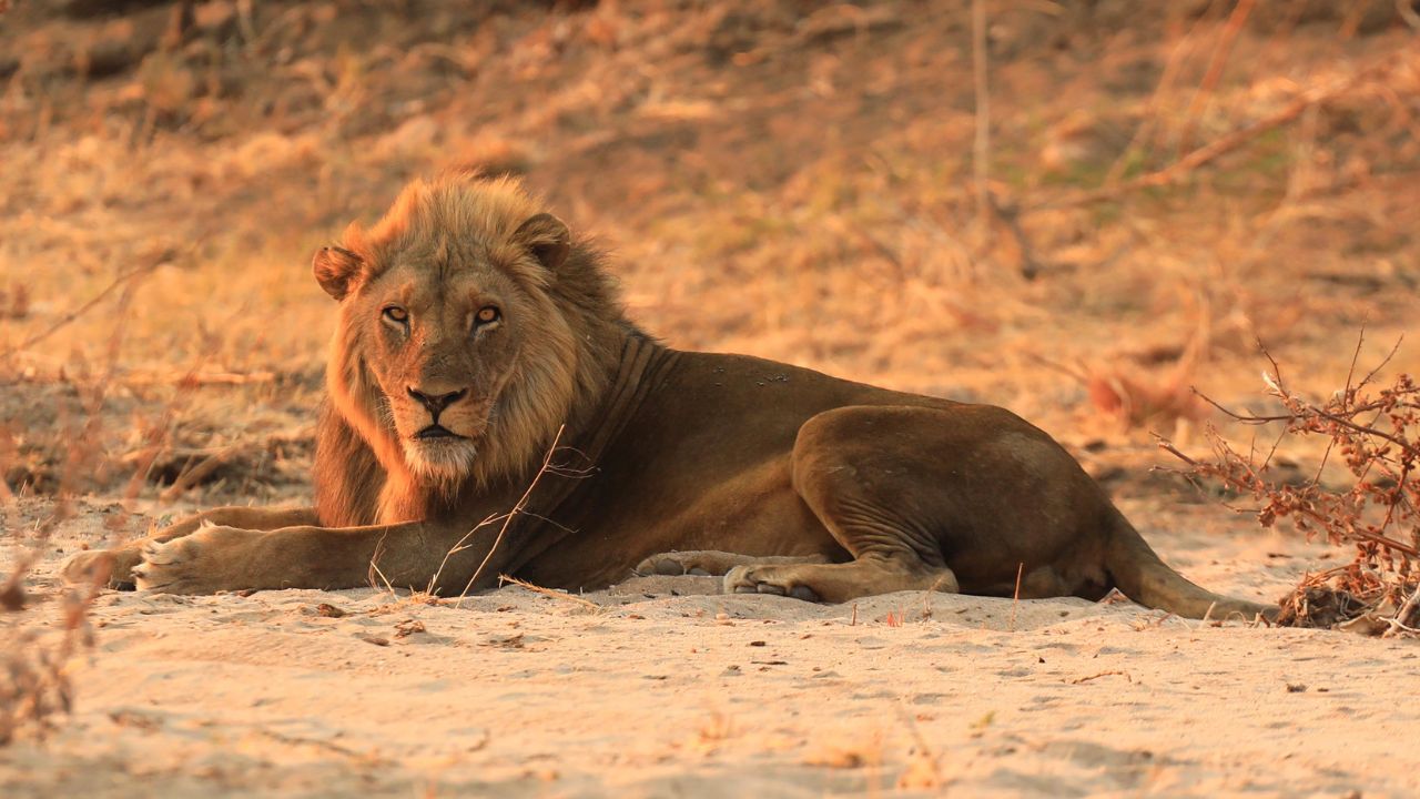 Large male lion with golden mane looking at camera in Mana Pools