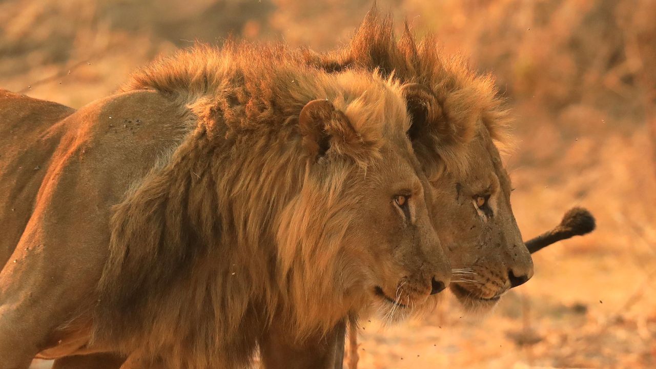 Two male lions walking in golden light, Mana Pools Zimbabwe