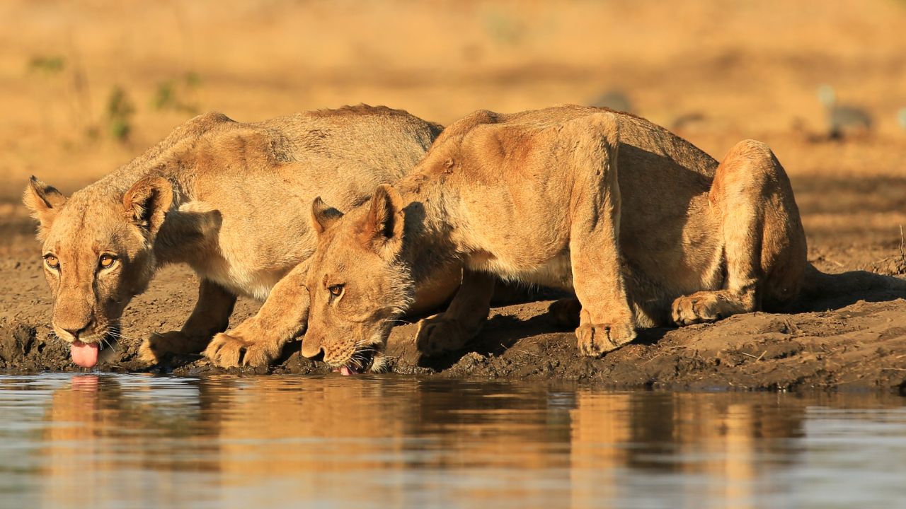 Two lions crouched drinking at waterhole Mana Pools Zimbabwe