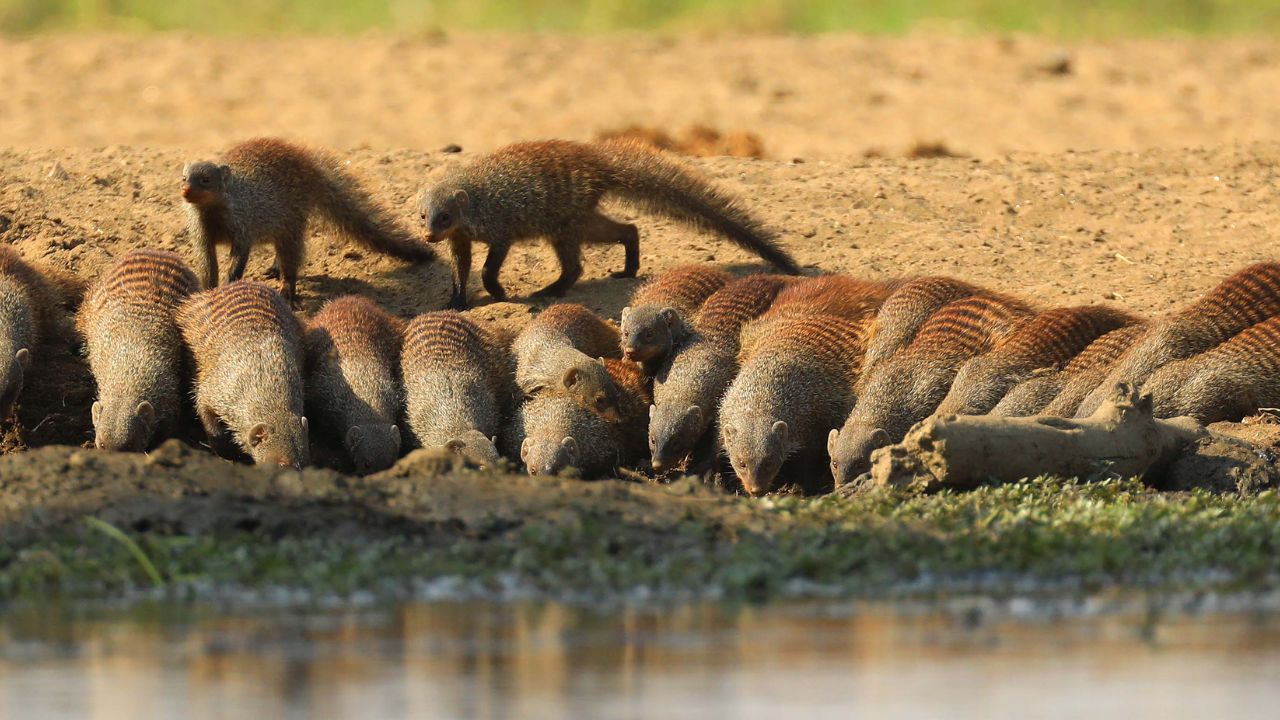 Group of mongoose drinking at waterhole, Mana Pools Zimbabwe