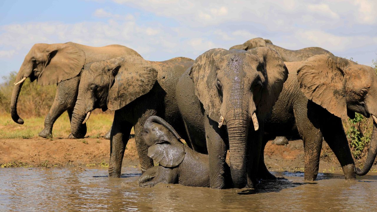 Adult elephants and calves playing in waterhole at Kavinga Camp