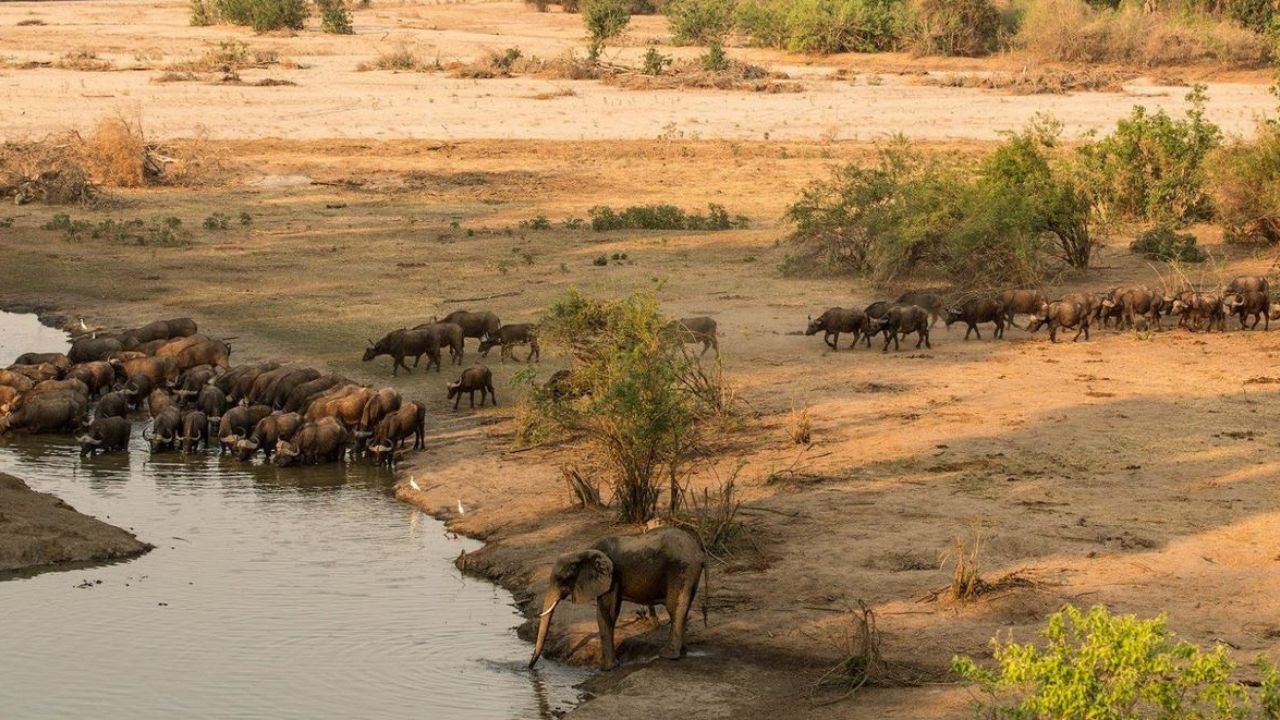 Elephant and buffalo herd drinking at Kavinga Camp watering hole, Mana Pools