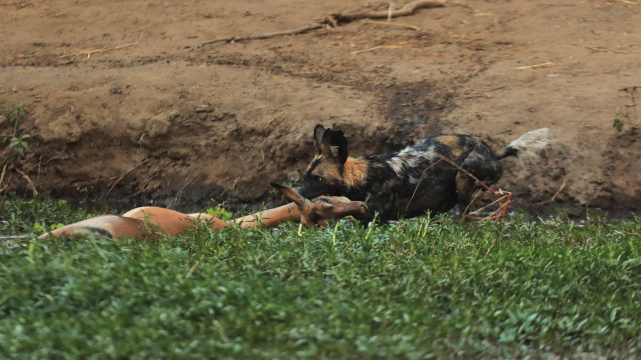 African wild dog dragging impala kill from reeds in Mana Pools
