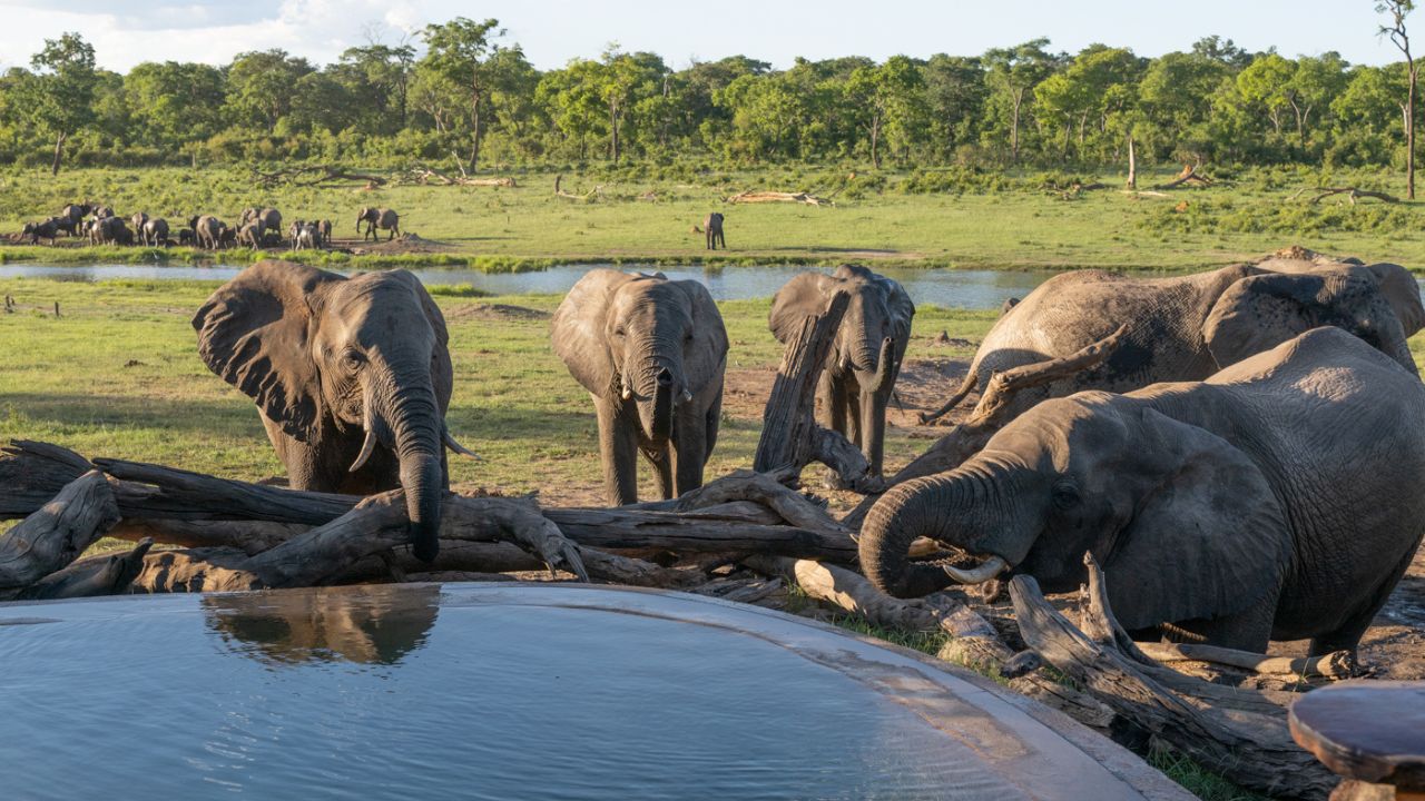 Close-up herd of elephants at drinking hole near Kulu Bush Camp Zimbabwe