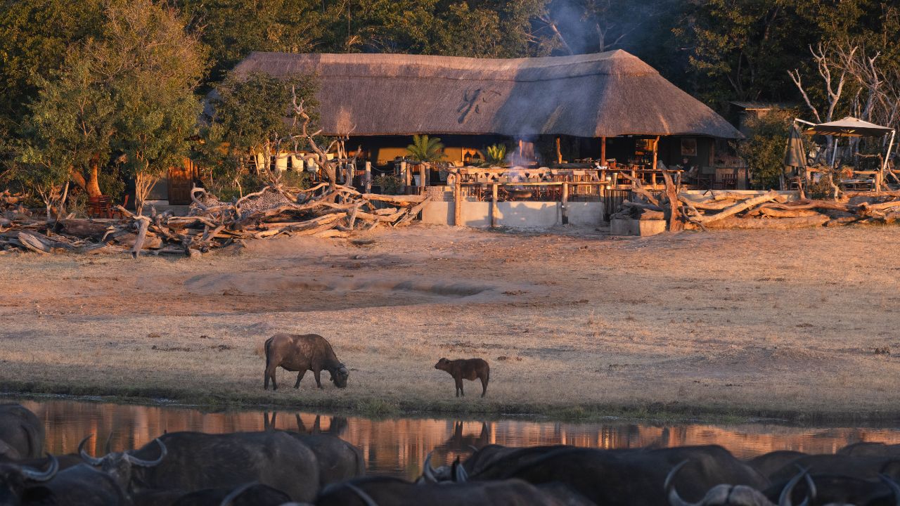 Khulu Bush Lodge overlooking watering hole with buffalo in foreground Zimbabwe