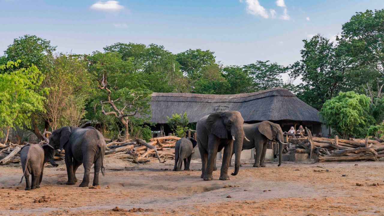 Elephants roaming near Khulu Bush Lodge main building Zimbabwe
