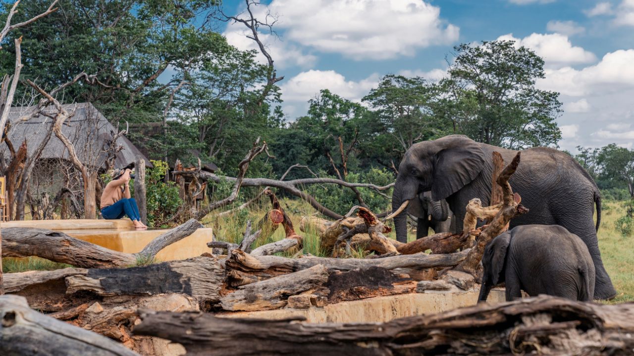 Guest near elephant at Khulu Bush Lodge Zimbabwe safari experience